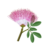 flor de albizia